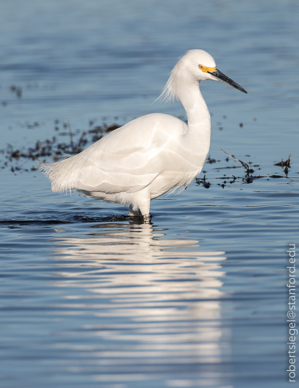 palo alto baylands